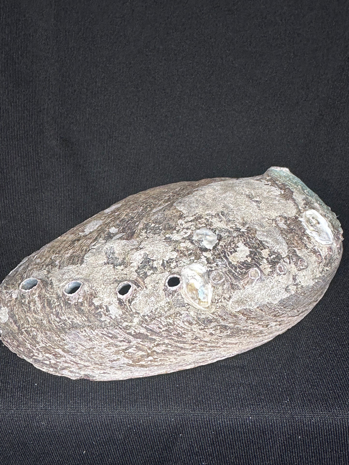 Abalone Shell Bowl
